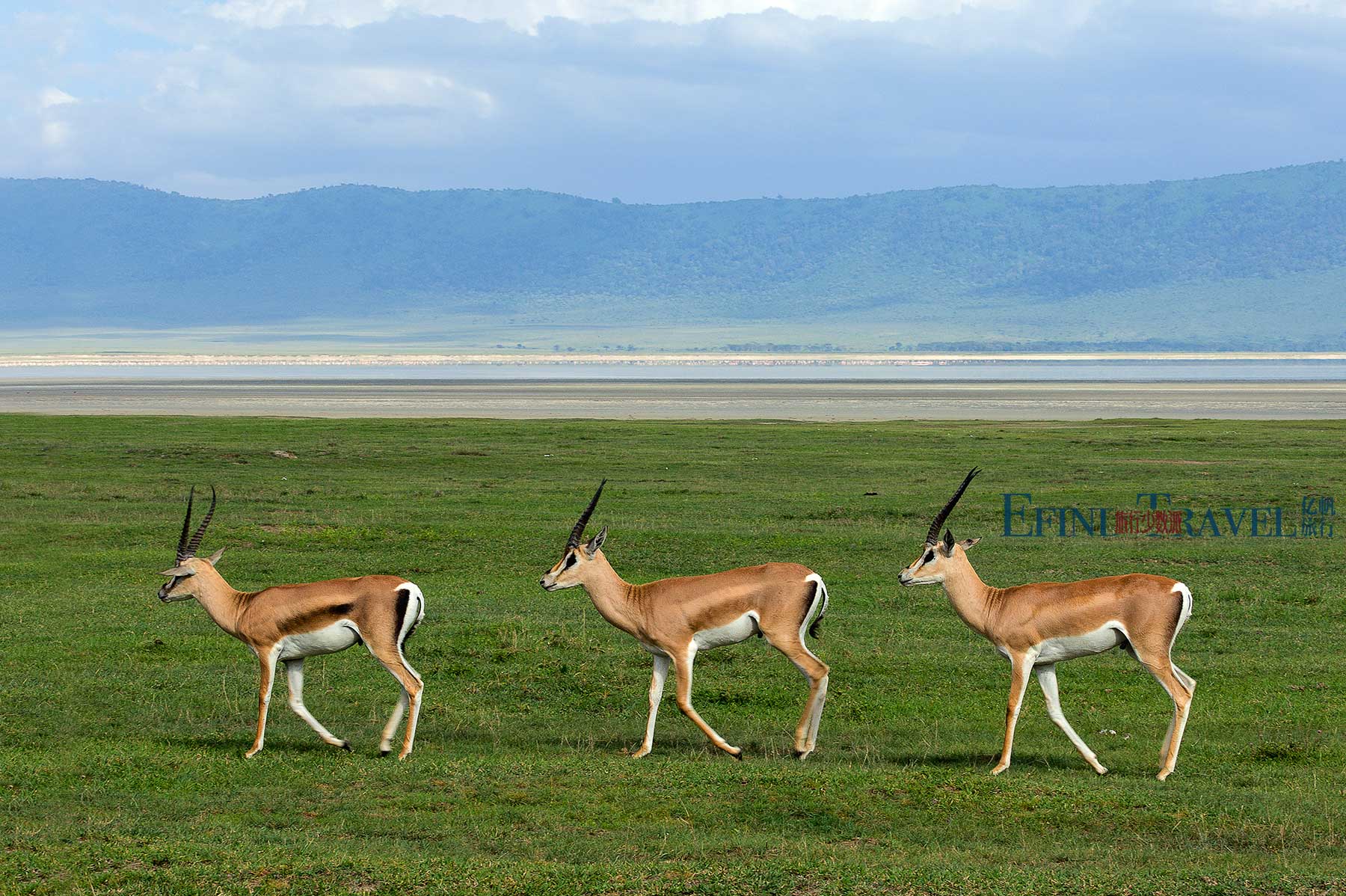 东非坦桑尼亚羚羊