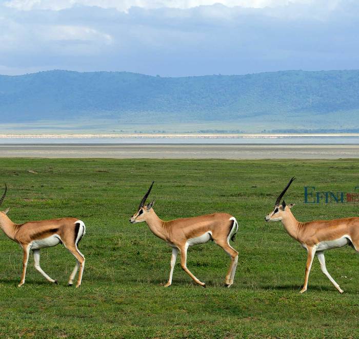 东非坦桑尼亚羚羊